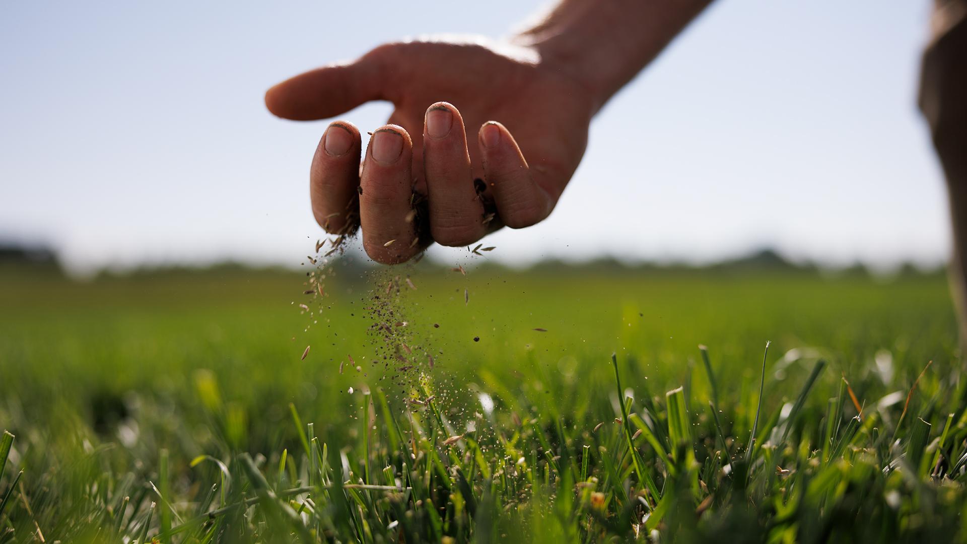 turf nursery